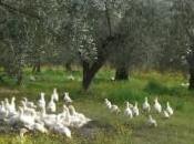 Oche asini: un’idea tosa erba ecologico