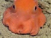 California: scoperto polpo rosa