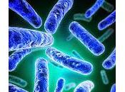 Orientarsi nella giugla probiotici