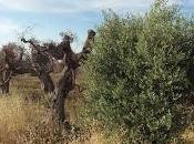 varietà oggi risultano essere prive disseccamenti tipici Co.Di.Ro. zona epicentro, oltre Leccino Frantoio sono: Coratina, Pendolino, Bella Cerignola Cipressino