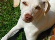canina