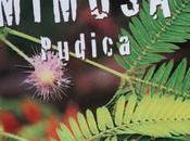 Mimosa pudica pianta muove