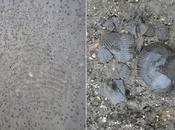 Antica impronta digitale trovata Danimarca