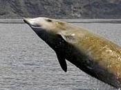 Balene spaventate sonar militari