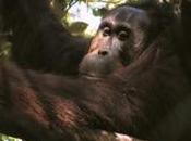 Green Film: respiro della foresta indonesiana Patrick Rouxell