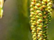 Carpino Hornbeam, fiore Bach soffre della sindrome Lunedì mattina