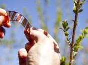 Nuove celle fotovoltaiche: sono plastica stampano come giornale!