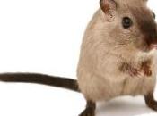 Pausa Animalini Podcast