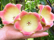 Hoya fiore gigante!