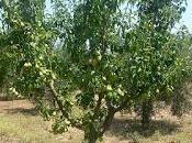 pere Martano Salento leccese