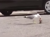 Video. Scene Prati, rione elegante. Gabbiano sventra ratto. leva volo spargendo brandelli carogna roditore sulla testa della gente