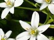 Stella Betlemme, fiore Bach particolarmente angosciato