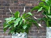 DESIGN: 'Growth', vaso cresce assieme alla pianta