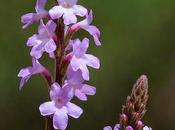 Verbena Vervain, fiore Bach persegue fanaticamente propri ideali
