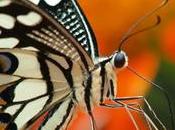 questione farfalle