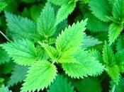 Farsi amica l'ortica