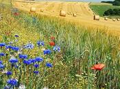 poesia AGOSTO: Vivian Lamarque