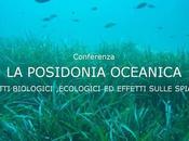 Poseidonia Oceanica, aspetti biologici, ecologici effetti sulle spiagge