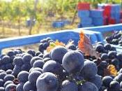 MILANO. Nella vendemmia Lombardia punta +10%.