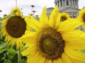 Anche piante inviano segnali stress come animali!