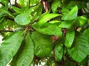 Erbe tintura, infuso, olio essenziale, China