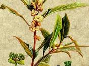 Alloro, olio essenziale