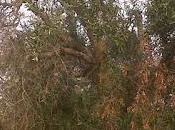 foto sono state scattate agosto 2015 nell'agro Lecce precisamente pressi Parco Rauccio.