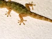 Ferragosto geco: fare? Dubbi etici istinti criminali.