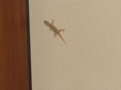 Ultimissime. Farnesina geco renzista Alfonso vivo, lotta viaggia verso EXPO’”. prove fotografiche ESCLUSIVA