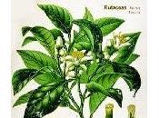 Bergamotto, olio essenziale