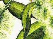 Cajeput, olio essenziale