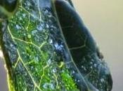 foglia artificiale accumulare energia