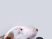 Rafael Mantesso cane!