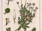 Camomilla romana, olio essenziale