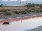 Santa Gilla, paradiso detriti