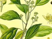 Canfora, olio essenziale