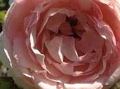 Rosa miele rosato come funzionano fitoterapia.