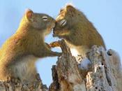 BARONESS amano scoiattolini