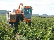 Agricoltura: boom occupati Sardegna