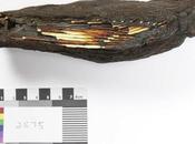 Egizi allevavano rapaci offrirli agli