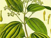 Cannella, olio essenziale