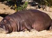 Protezioni solari: anche animali usano?