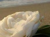 Aylan