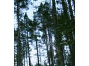 foreste dense? Finlandia