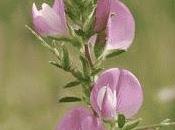 Ononide Spinosa, l'apparato urinario