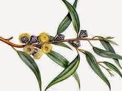 Eucalipto, olio essenziale