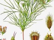 Cumino, olio essenziale