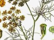 Finocchio, olio essenziale