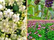 Potenti antivirali sconfiggere influenza raffreddore, ecco estratti miracolosi