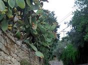 Proprietà fico d’India benefici farmaco strada